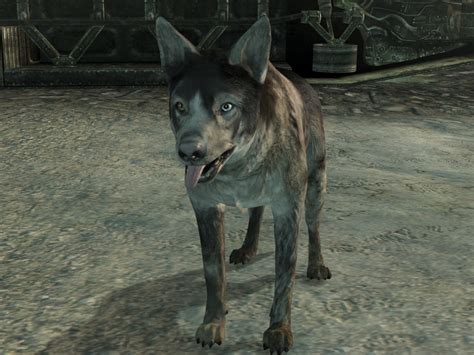 fallout 3 dogmeat disappeared